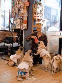 คาเฟ่น้องหมาปั๊กย่านจุฬา 🌱 The wrinkles Pug House