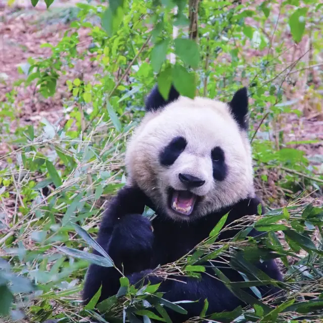 Panda’s! Panda’s! Panda’s! Cuteness overload!