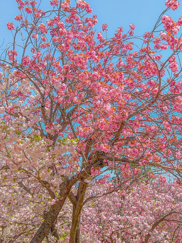 부산에서 유명한 핑크 왕팝콘 스팟!🌸🌸