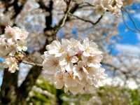 Pink Sakura in Koishikawa Korakuen Garden