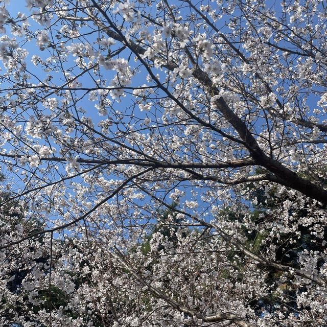 Cherry blossoms 