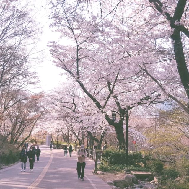 Cherry Blossom Viewing at Namsan