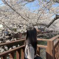 [진해 군항제] 와 올해도 역시 군항제 최고네요🌸 벚꽃은 “군항제”로