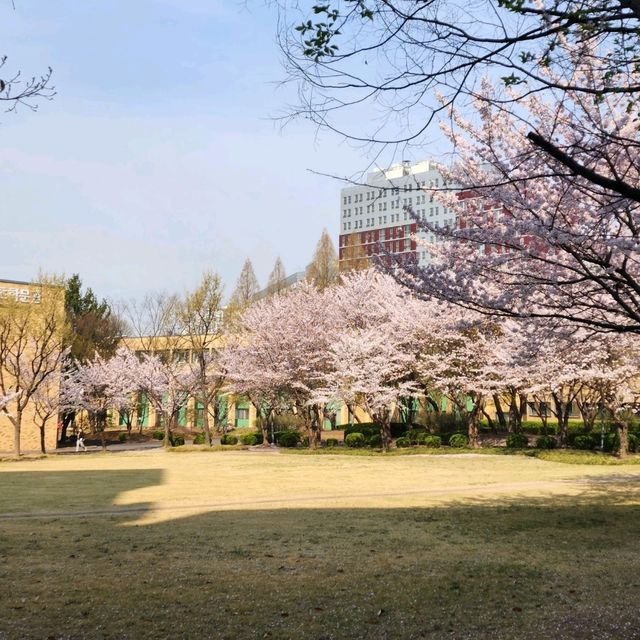 성균관대학교 자연캠퍼스의 봄 모습 🌸🌸🌸