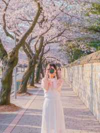 🌸내년에 꼭 가야할 [경주, 벚꽃 모음집]🌺