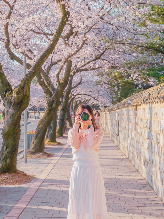 🌸내년에 꼭 가야할 [경주, 벚꽃 모음집]🌺