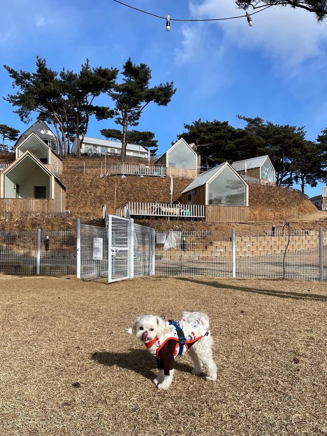 강아지와 함께 캠프닉을 “오솔길 제부“