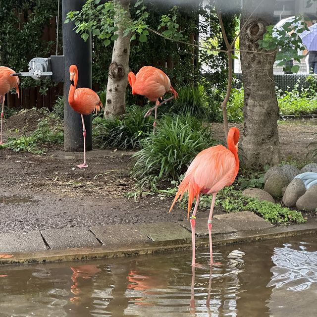 動物 全部都係動物嘅上野動物園😂