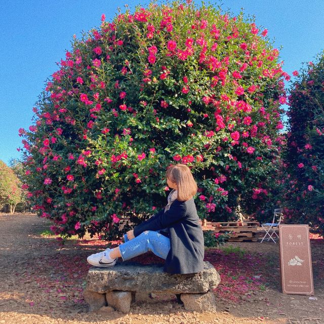 제주 동백꽃 명소 “동백 포레스트”🌺