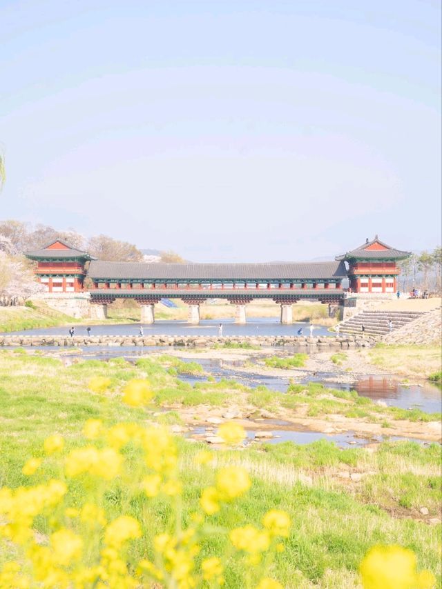 벚꽃과 유채핀 월정교