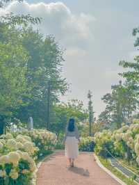서울 근교에서 가볍게 만날수 있는 수국 꽃밭💖