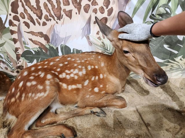 Lollypet萌寵樂園： 與動物零距離的夢幻體驗
