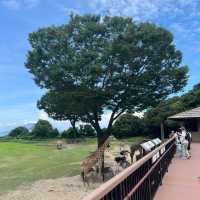 🦁🍽️👶仿如到了非洲 @ 平川動物公園🦁🍽️👶