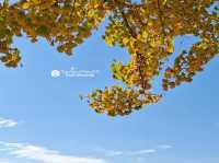 Asan Gingko Tree Road 🍂