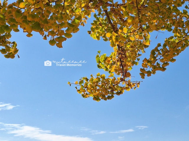 Asan Gingko Tree Road 🍂