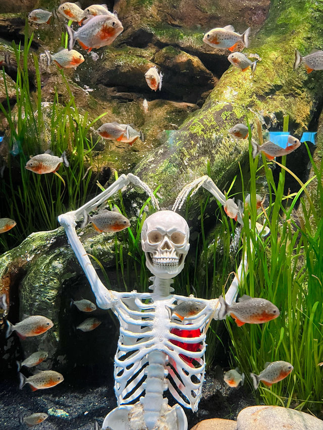 추위걱정 없는 실내 데이트는 아쿠아리움🩵🐠