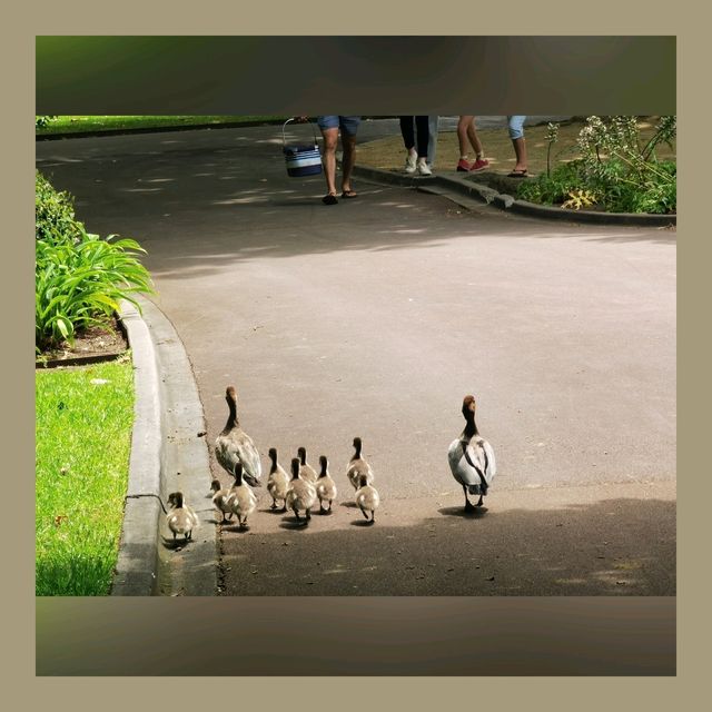 悉尼市區最大既公園～Centennial Park