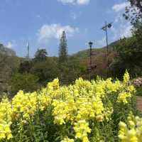 ดอยอ่างขาง (Doi Angkhang)