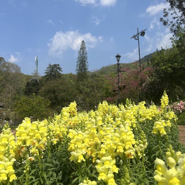 ดอยอ่างขาง (Doi Angkhang)