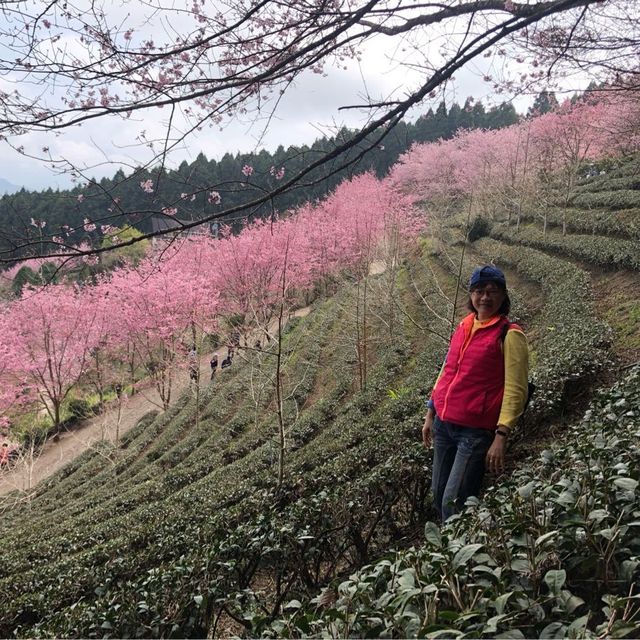 #2023，賞櫻，山上人家