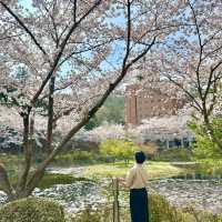 나주 벚꽃이 예쁘게 만발한 동신대학교 미래학사🌸🌸