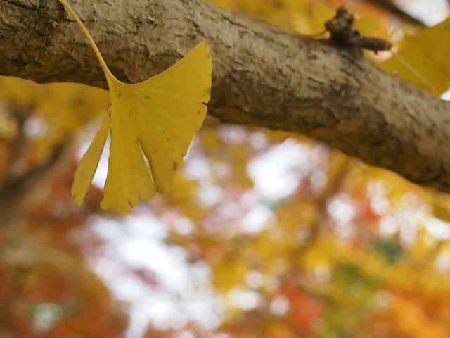 黃色的秋葉🍂 東大寺