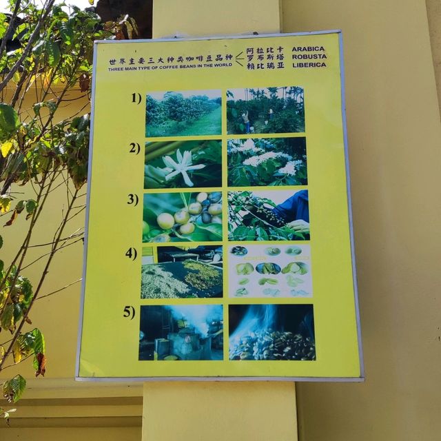 The Oldest Antong Coffee Factory in Malaysia 