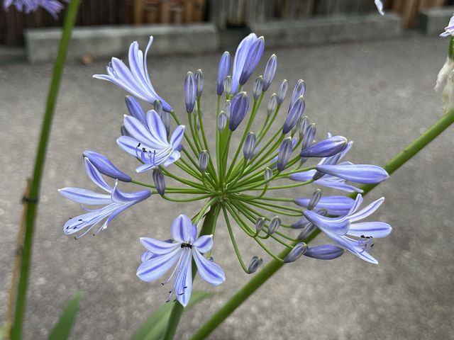香港賞花 | 不只得荷花的城門谷公園