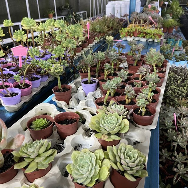 Ruza Agrotech: City Meets The Agriculture