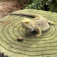 全球十大最佳動物園：新加坡動物園🦁
