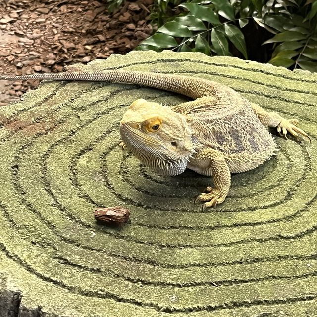 全球十大最佳動物園：新加坡動物園🦁
