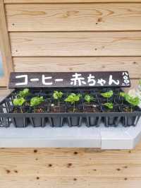 名護のおすすめカフェ