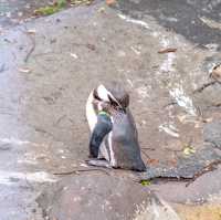 【大阪】市民の憩い！天王寺動物園！