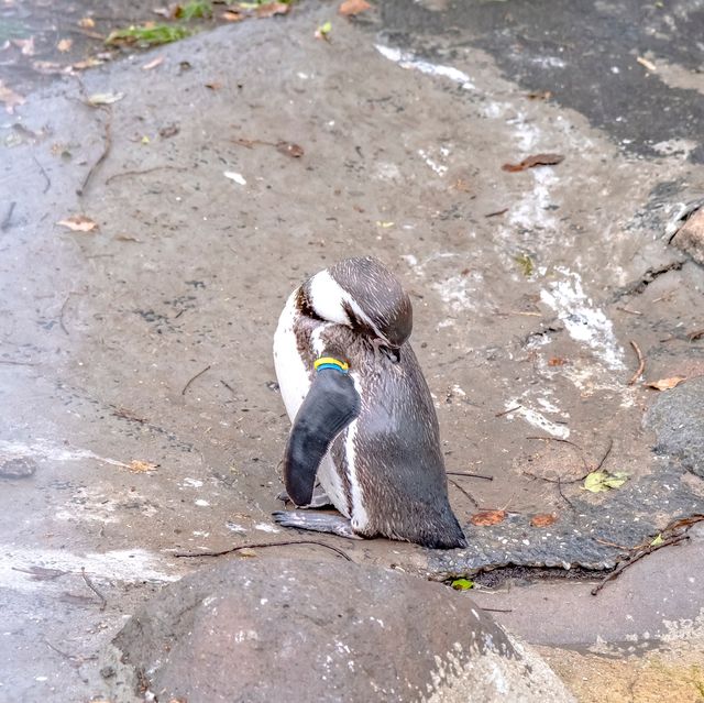 【大阪】市民の憩い！天王寺動物園！