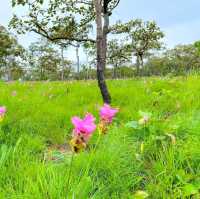  อุทยานแห่งชาติป่าหินงาม