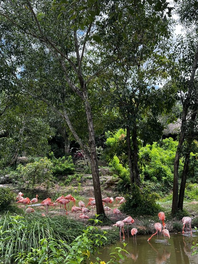 기린이랑 사진찍기📸 푸꾸옥 빈펄사파리🦒