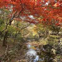The Place with Eternal Autumn Foilage!