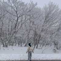 [제주도] 제주도 겨울 필수 여행지 ‘1100고지’