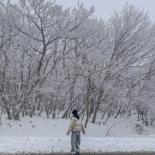 [제주도] 제주도 겨울 필수 여행지 ‘1100고지’