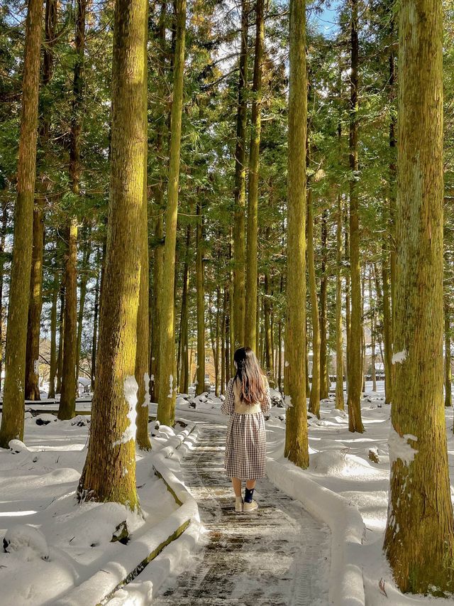 눈 쌓인 날 가면 더 좋은 힐링 명소, 제주 절물자연휴양림🌿
