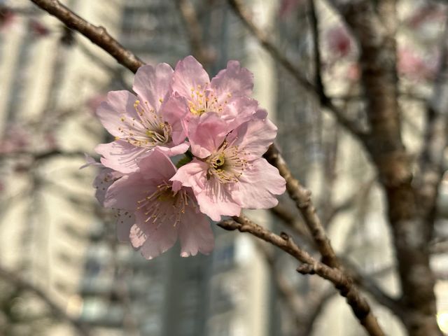 坐港鐵遊香港｜石門站｜安景街公園櫻花以外有驚喜