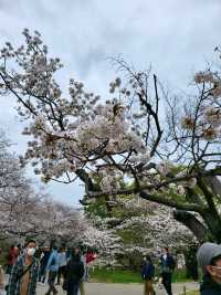 桜まつり　　　　　　　　　　　　　　　　　　_福岡　城跡　_福岡