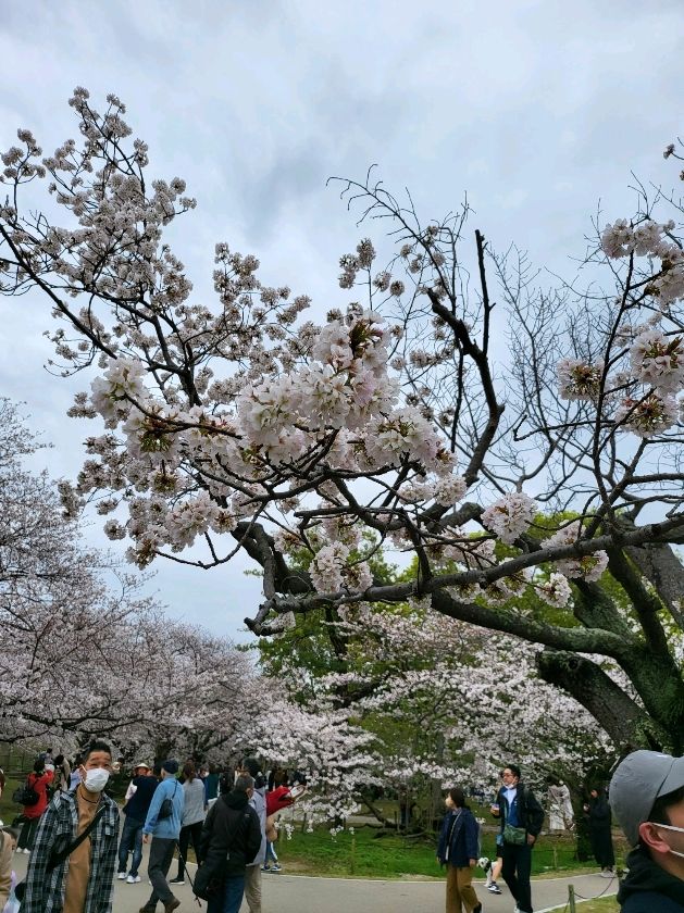 桜まつり　　　　　　　　　　　　　　　　　　_福岡　城跡　_福岡