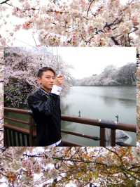 下雨天的櫻花樹 吉祥寺井之頭公園