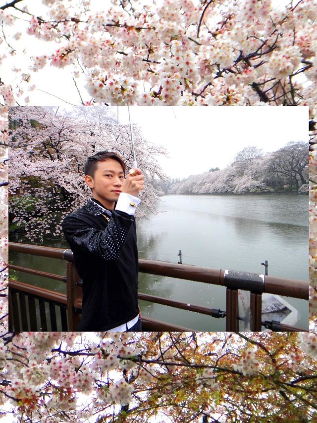 下雨天的櫻花樹 吉祥寺井之頭公園