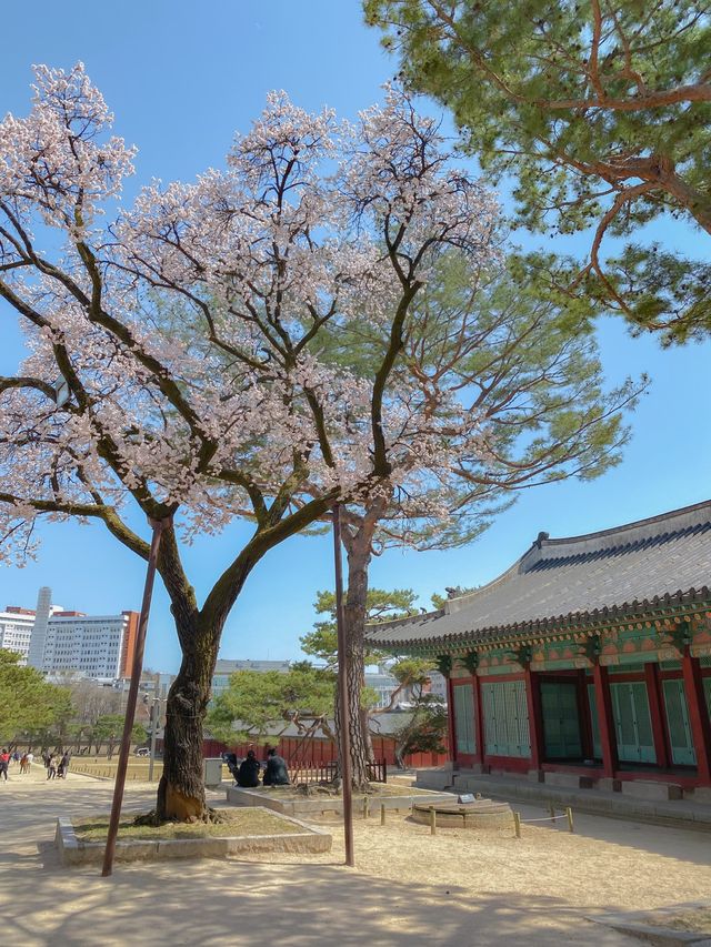 봄꽃구경은 역시 고궁투어💐