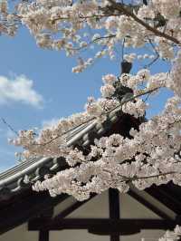 🇯🇵｜Kyoto One-day Tour with kimono