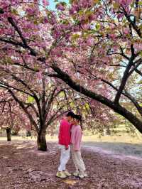 경주 불국사 겹벚꽃🌸엔딩은 이제 시작🩷