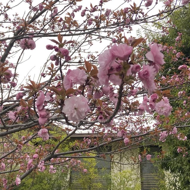 長野市的名勝善光寺及城山公園