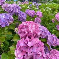 蒲郡　形原あじさいの里で紫陽花と絶景の見晴らしを満喫